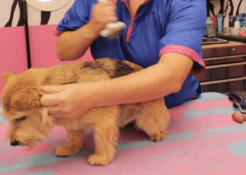 Designer Paws Salon