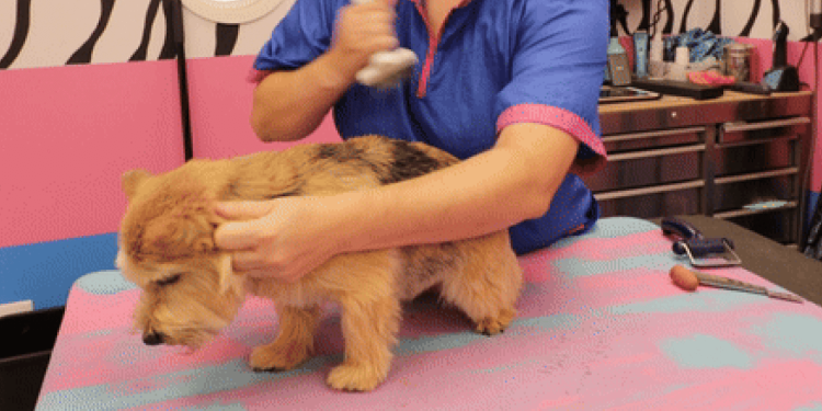 Designer Paws Salon