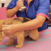 Designer Paws Salon
